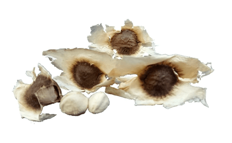 モリンガ種(遺伝子組み換えではない)