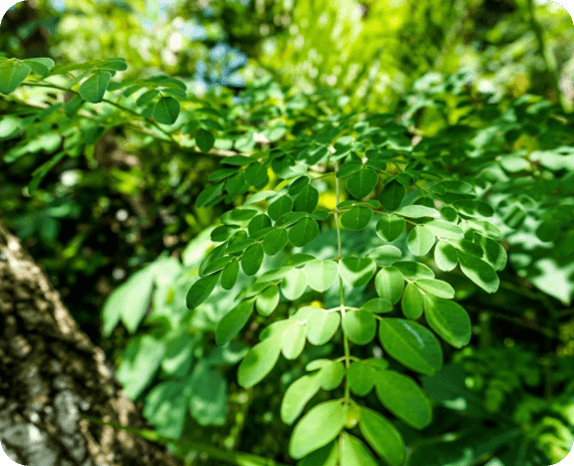 モリンガの特徴