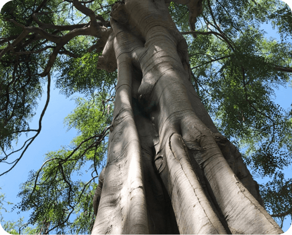 モリンガの歴史